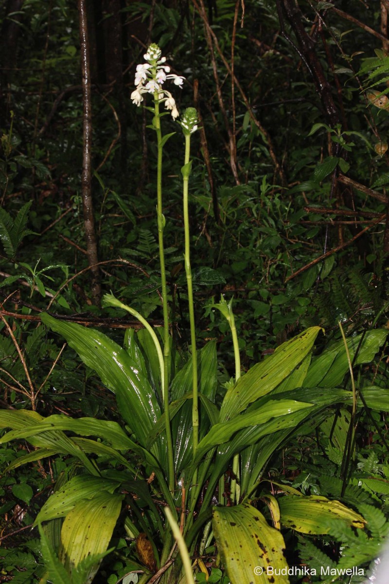 Calanthe triplicata (Willemet) Ames